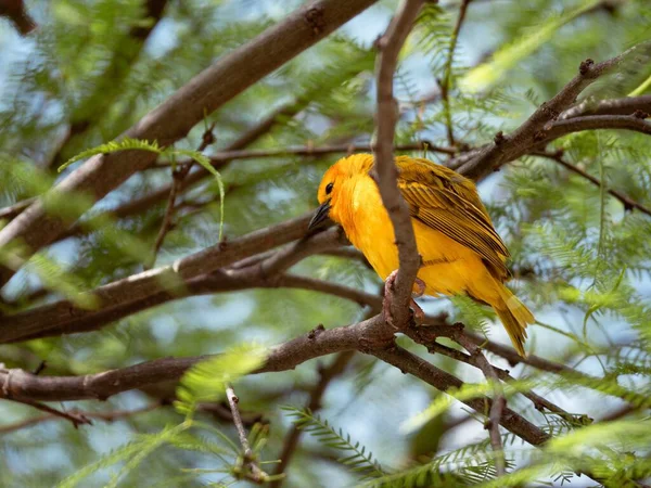 一只黄色的金丝雀栖息在树枝上俯瞰下面 — 图库照片