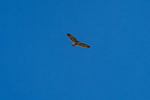 Низкоугольный Снимок Обыкновенного Стервятника Раскрытыми Крыльями Парящими Высоко Ясном Голубом — стоковое фото
