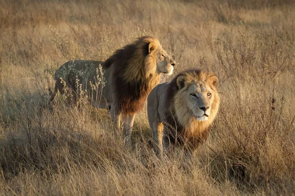 Ισχυρό Λιοντάρι Βλέποντας Τις Λέαινες Που Είναι Έτοιμες Για Κυνήγι — Φωτογραφία Αρχείου