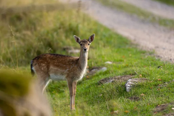 Closeup Young European Fallow Deer Green Grass Field — Stock Photo, Image