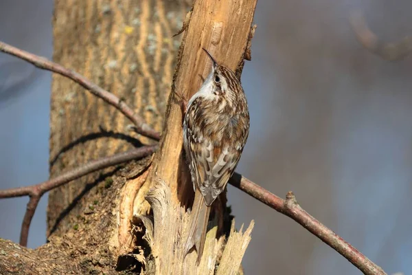 一只栖息在树枝上的普通小树鸟的特写镜头 — 图库照片