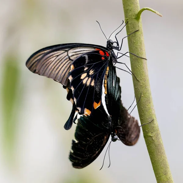 Primer Plano Par Grandes Mariposas Mormonas Aferradas Tallo Planta Verde —  Fotos de Stock