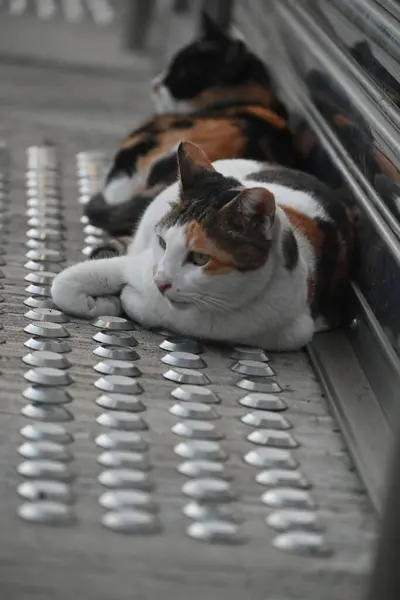 在街上躺着的猫的垂直镜头 — 图库照片