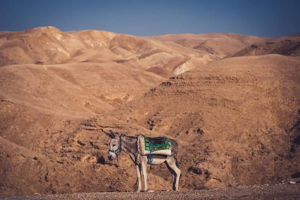 Ein Einzelner Esel Steht Trockenen Sandigen Hügeln — Stockfoto