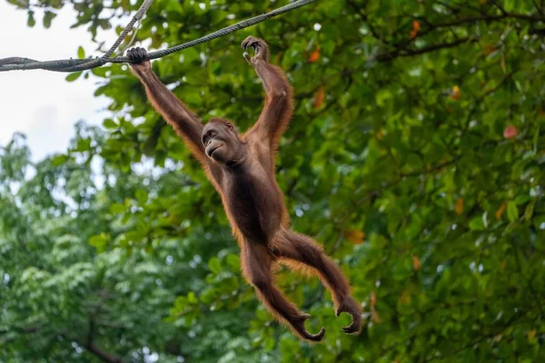Bir Daldan Sarkan Orangutanın Yakın Plan Fotoğrafı — Stok fotoğraf