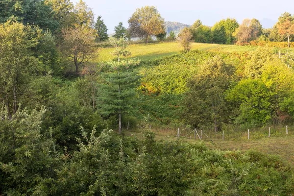 Een Schilderachtig Uitzicht Een Omheinde Tuin Met Groene Bomen Struiken — Stockfoto