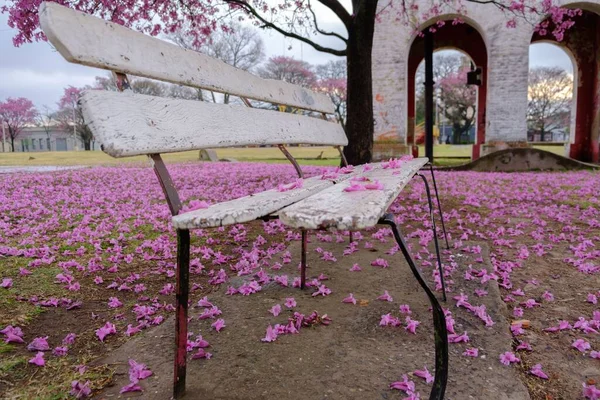 Scenic Shot Park Bench Ground Covered Fallen Cherry Blossoms — Stock Photo, Image