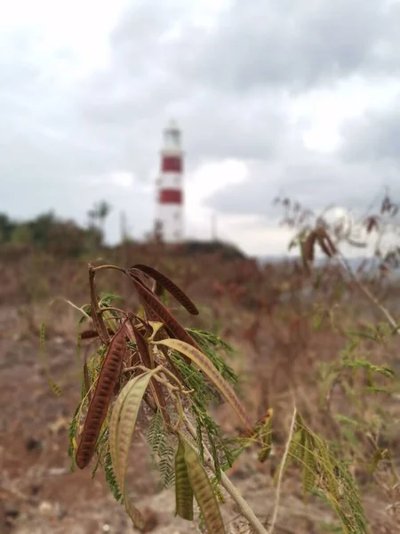 Vertical Shot River Tamarind Plant Lighthouse Blur Background — Stock Photo, Image