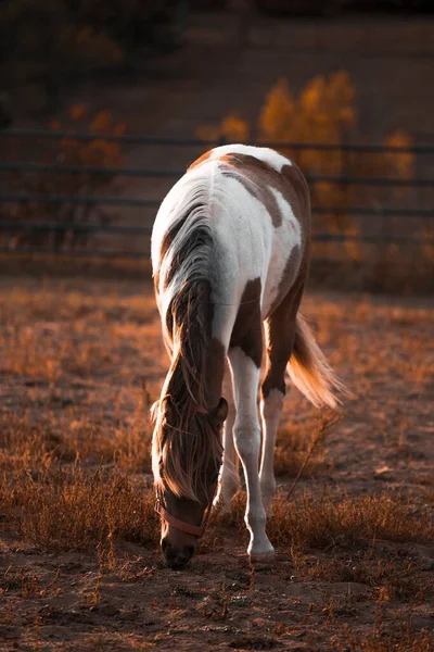 Colpo Verticale Cavallo Bianco Marrone Pascolo Erba Ranch Una Zona — Foto Stock