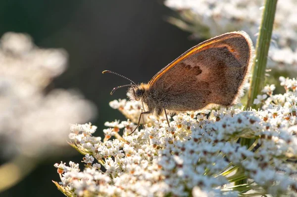 植物上の小さな健康蝶の選択的な焦点ショット — ストック写真