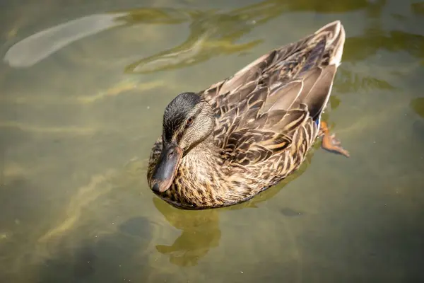 Nehirde Yüzen Güzel Kahverengi Bir Ördek — Stok fotoğraf