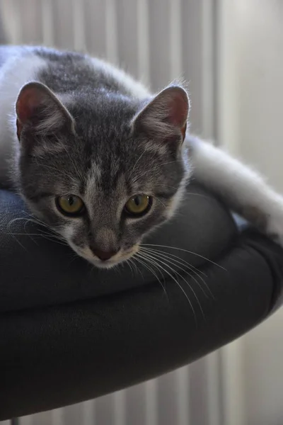 柔らかい表面に寝そべっている間にまっすぐに見えるタビー子猫の垂直のクローズアップビュー — ストック写真