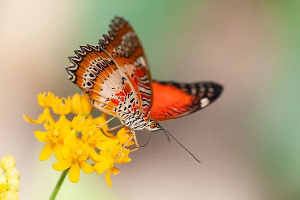 Μια Κόκκινη Πεταλούδα Που Τρέφεται Νέκταρ Ενός Χρυσού Λουλουδιού Θολό — Φωτογραφία Αρχείου