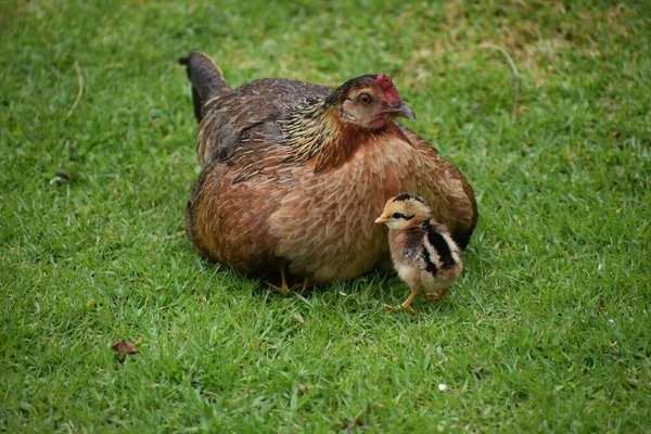 Mother Chicken Its Chick Grass — Stock Photo, Image