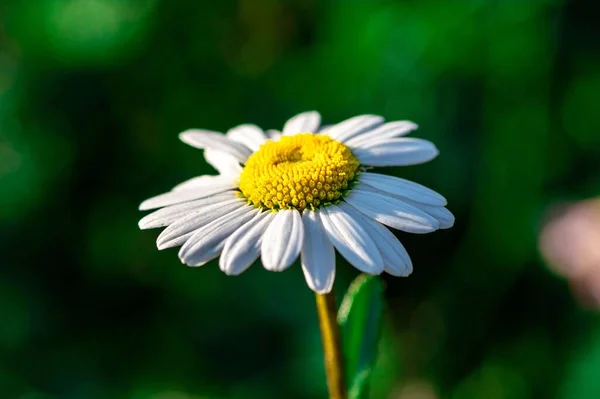 Selektywne Skupienie Strzał Rumianku Kwiat Roślina — Zdjęcie stockowe