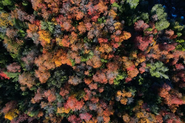 Вид Зверху Повітря Густий Ліс Восени — стокове фото