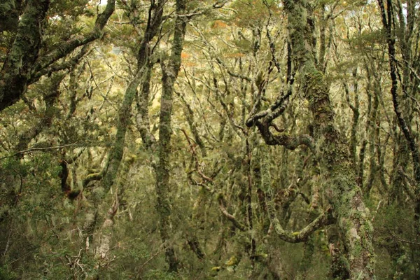 Krásný Záběr Zeleného Lesa Stromy Během Dne — Stock fotografie