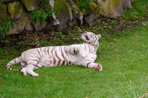 Tigre Bengala Branco Bonito Deitado Grama — Fotografia de Stock