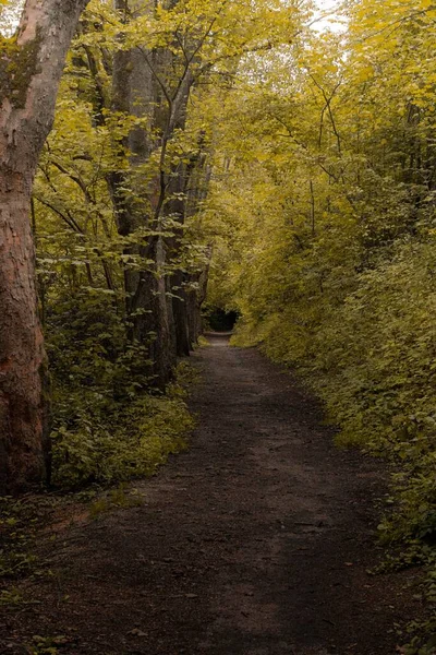 雨の日に緑の森の歩道の垂直ショット — ストック写真