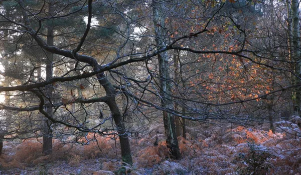 Bomen Het Besneeuwde Sutton Park Birmingham Een Koude Winterdag — Stockfoto