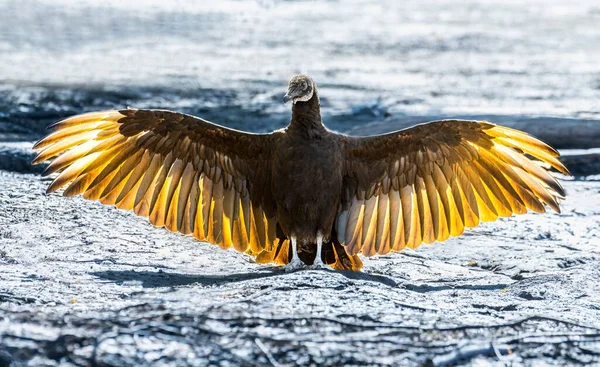 Een Gier Vogel Koesterend Overheen Zee Morgen Zonneschijn — Stockfoto