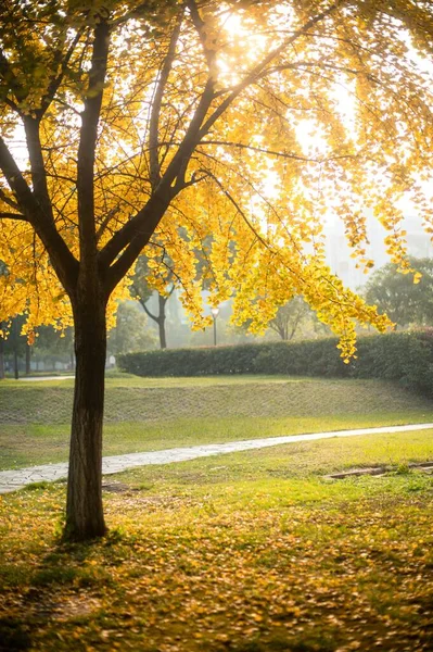 Вертикальный Снимок Желтого Дерева Зеленом Парке Солнечный День Осенью — стоковое фото
