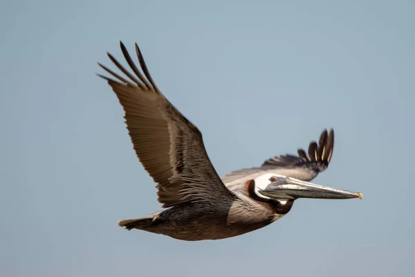 Pelikan Flygning Skyn — Stockfoto