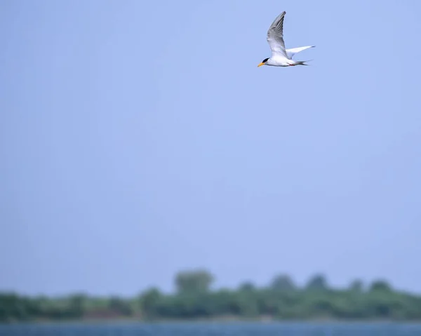 stock image A river tern flying over a lake in search of food in blue sky