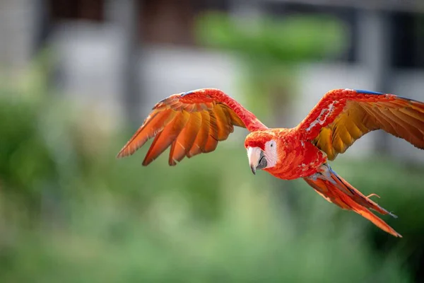 Kırmızı Bir Kırmızı Papağan Uçarken — Stok fotoğraf