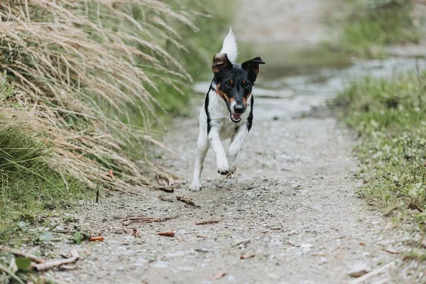 Вид Симпатичной Собаки Бегущей Полю Сухой Травой — стоковое фото