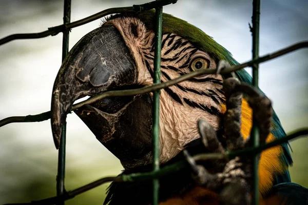 Nahaufnahme Eines Papageis Käfig Des Zoos Von Benevento — Stockfoto