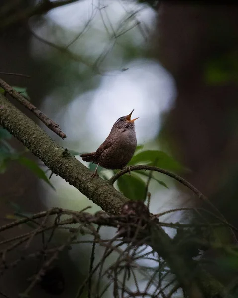 一只鸣叫的欧亚大陆雷鸟栖息在树枝上的浅浅的焦距镜头 — 图库照片