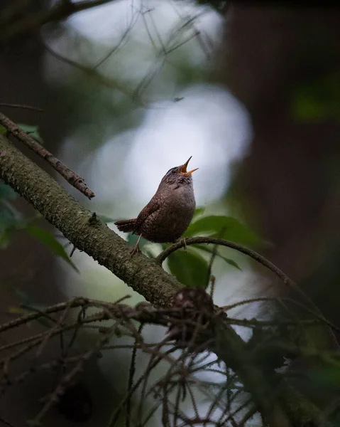 Plano Superficial Del Foco Pájaro Wren Eurasiático Cantando Posado Una —  Fotos de Stock