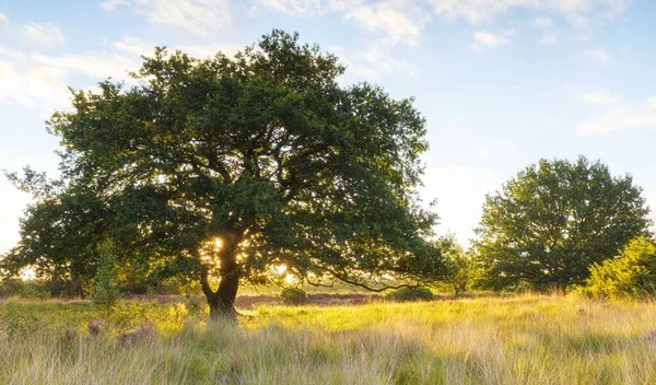 Duże Drzewo Polu Trawy Światłem Słonecznym Tle — Zdjęcie stockowe