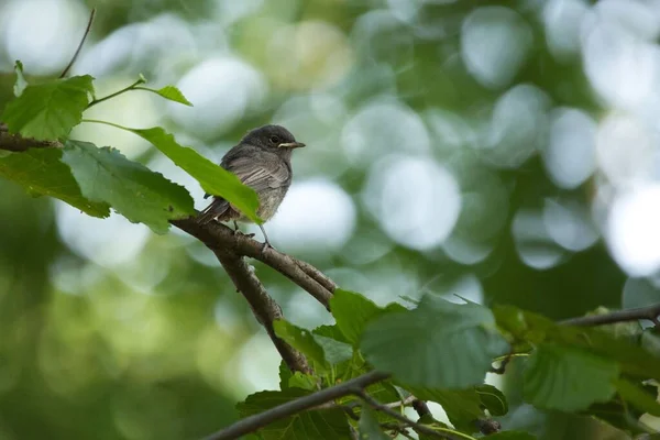 Pássaro Preto Redstart Empoleirado Galho Árvore Verde — Fotografia de Stock