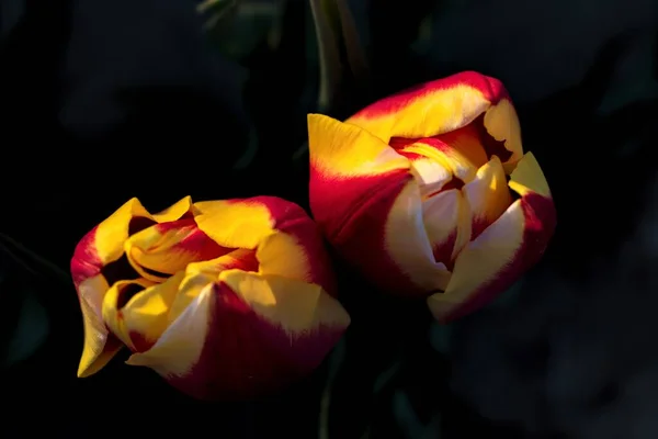 Deux Belles Tulipes Hollandaises Multicolores Sur Fond Sombre — Photo