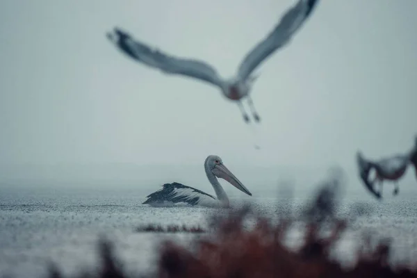 Pelikan Som Kryssar Havet Kraftiga Regn Med Fåglar Och Buskar — Stockfoto