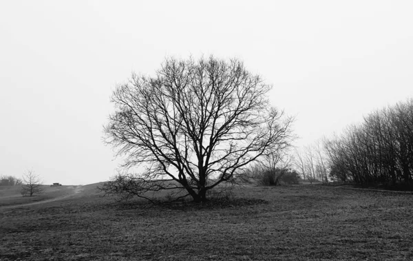 Gråskala Skott Ett Naket Träd Fältet — Stockfoto