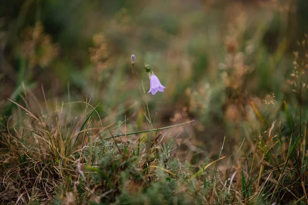 黄色の草に単弁花 カンパヌラ アルバニカ の選択的焦点 — ストック写真