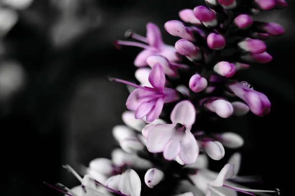 Detailní Záběr Fialové Bílé Šeříkové Květy Rozmazaném Pozadí — Stock fotografie