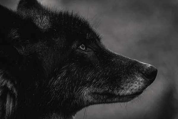 Eine Nahaufnahme Graustufen Des Gesichts Eines Wilden Wolfes Frühen Winter — Stockfoto