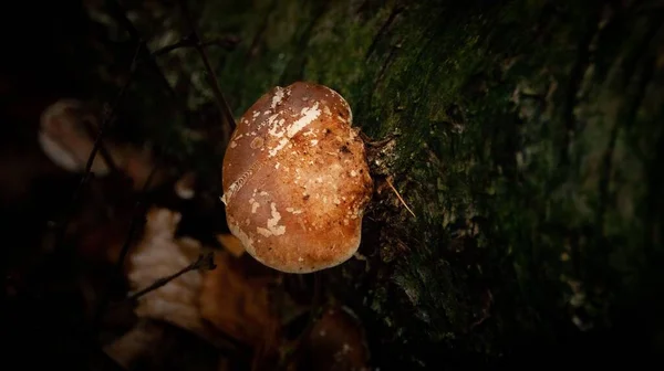 木の上の白樺多孔質真菌のクローズアップショット — ストック写真