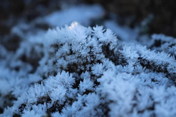Detailní Záběr Velkých Ledových Krystalů Věčně Zelené Větve Stromů Krásné — Stock fotografie