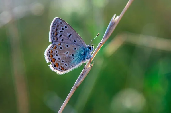 Вибірковий Знімок Фокусу Метелика Поліомматуса Рослині — стокове фото