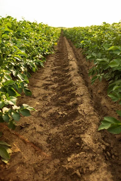 A vertical closeup of potato plants in a green field, farmland surrounding a soil trail
