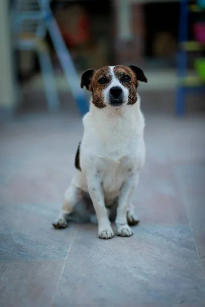 Dışarıdaki Sevimli Bir Köpeğin Dikey Portresi — Stok fotoğraf