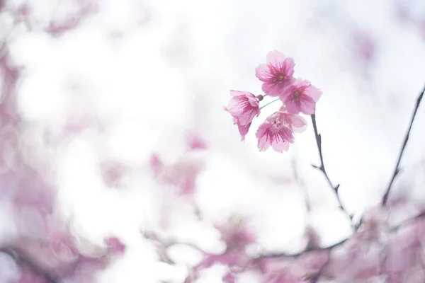 Concentrer Sur Les Belles Fleurs Sakura Rose Fleurs Cerisier Printemps — Photo