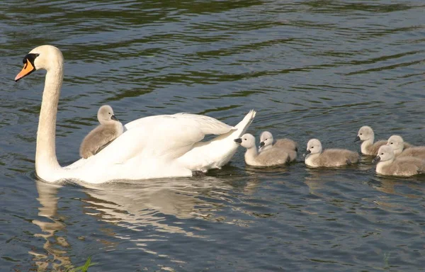 Closeup Shot Elegant White Swan Its Babies Swimming Pond — Stock Photo, Image