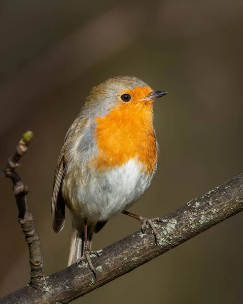 Vertical Shot Small European Robin Erithacus Rubecula Resting Blurred Background — Stock Photo, Image