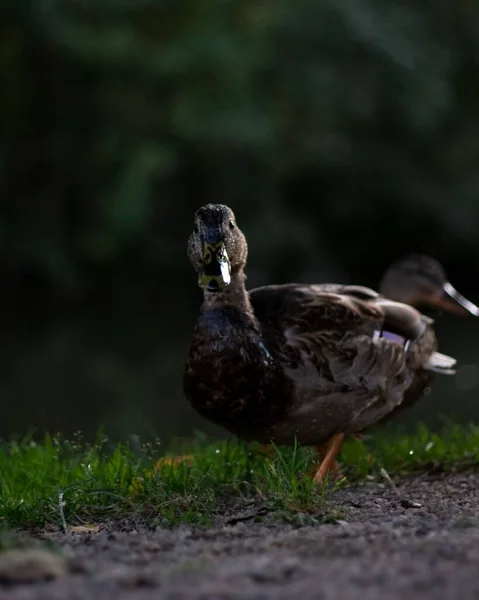 一只野鸭在草地上行走的宏观纵观 — 图库照片